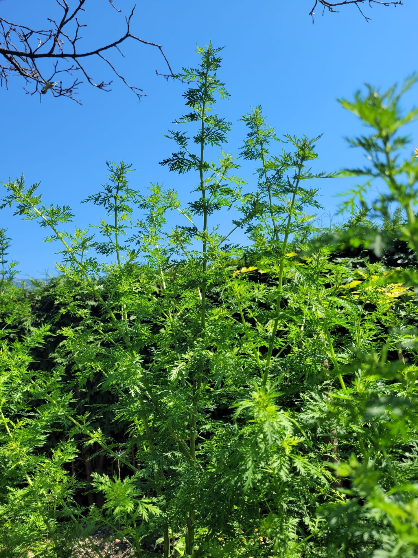 Einjähriger Beifuß Tinktur