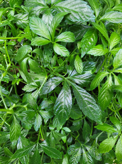 Kraut der Unsterblichkeit Tinktur