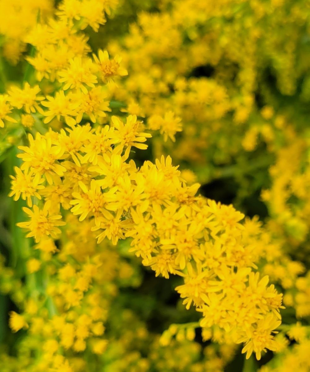 Kanadisches Goldruten Körpferpflege-Öl