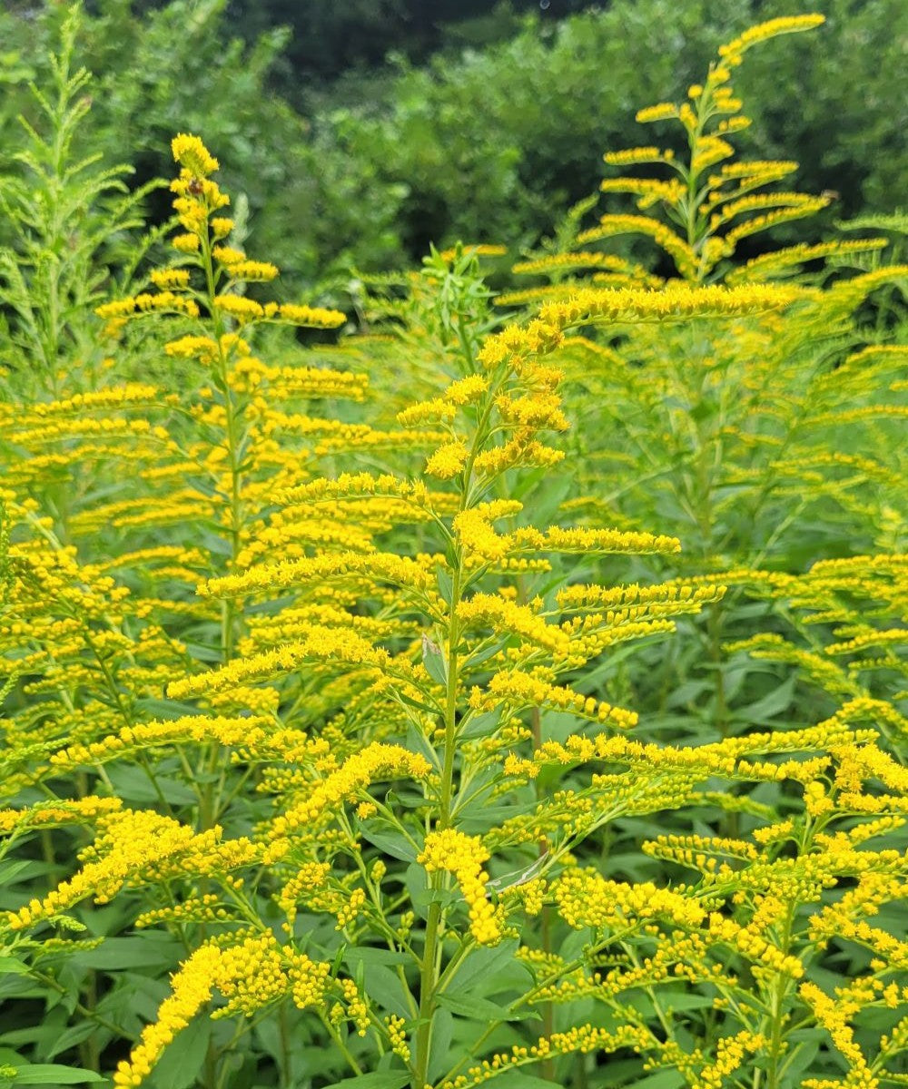 Kanadisches Goldruten Körpferpflege-Öl