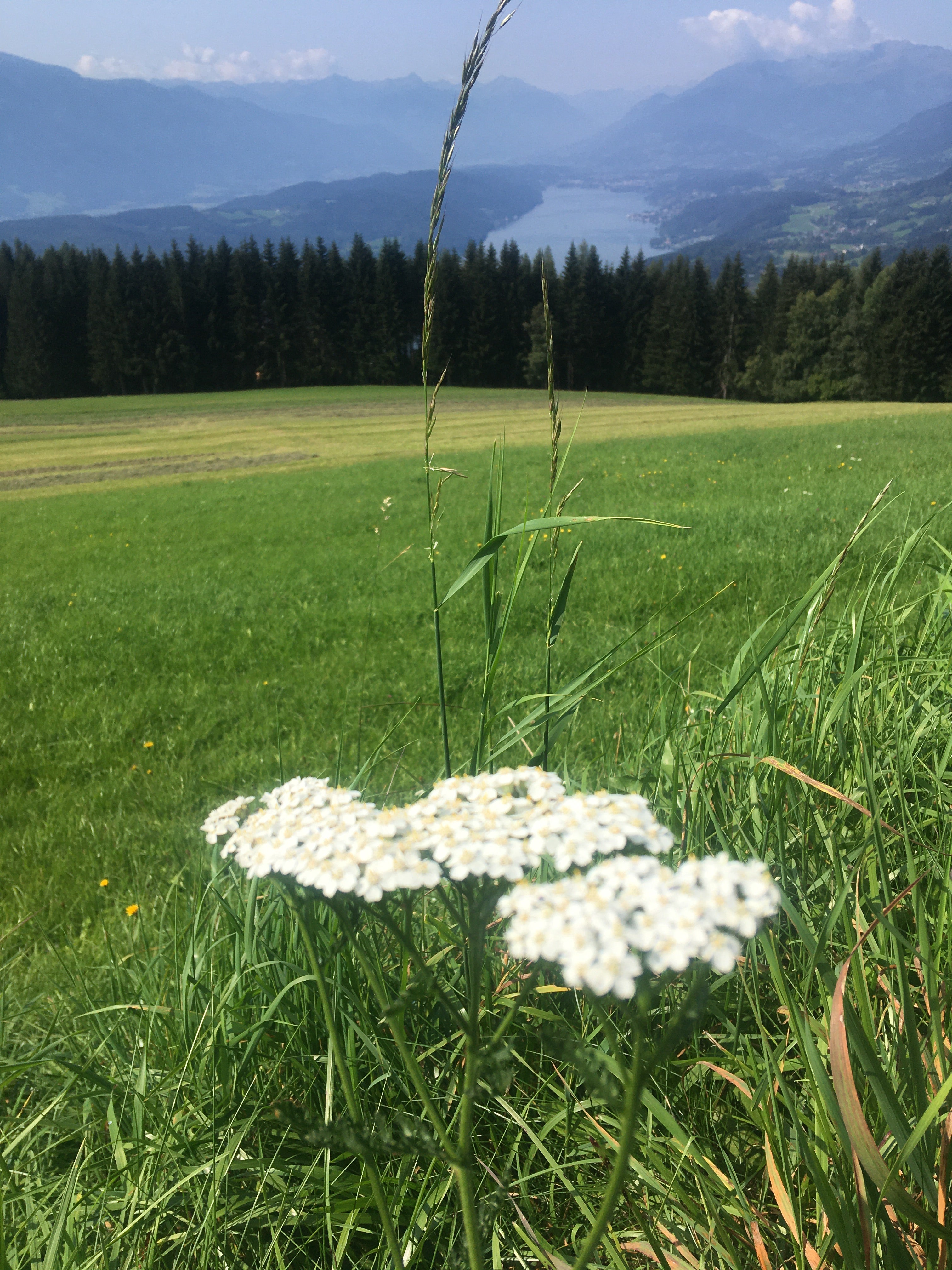 Wechsel-Spiel Essenz