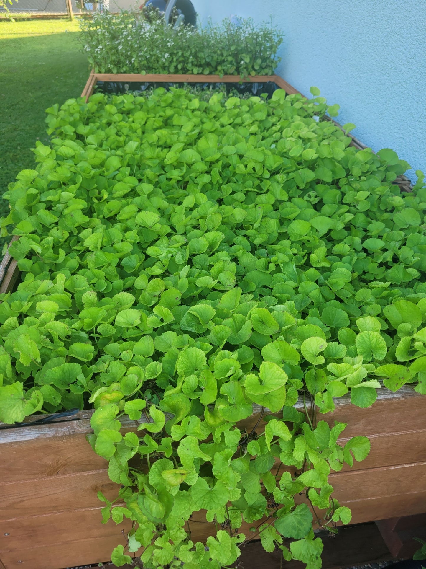 Tigergras Körperpflege-Öl