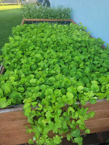 Tigergras Körperpflege-Öl