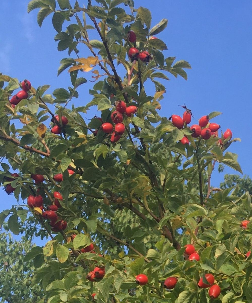 Hagebutten gemahlen 130g