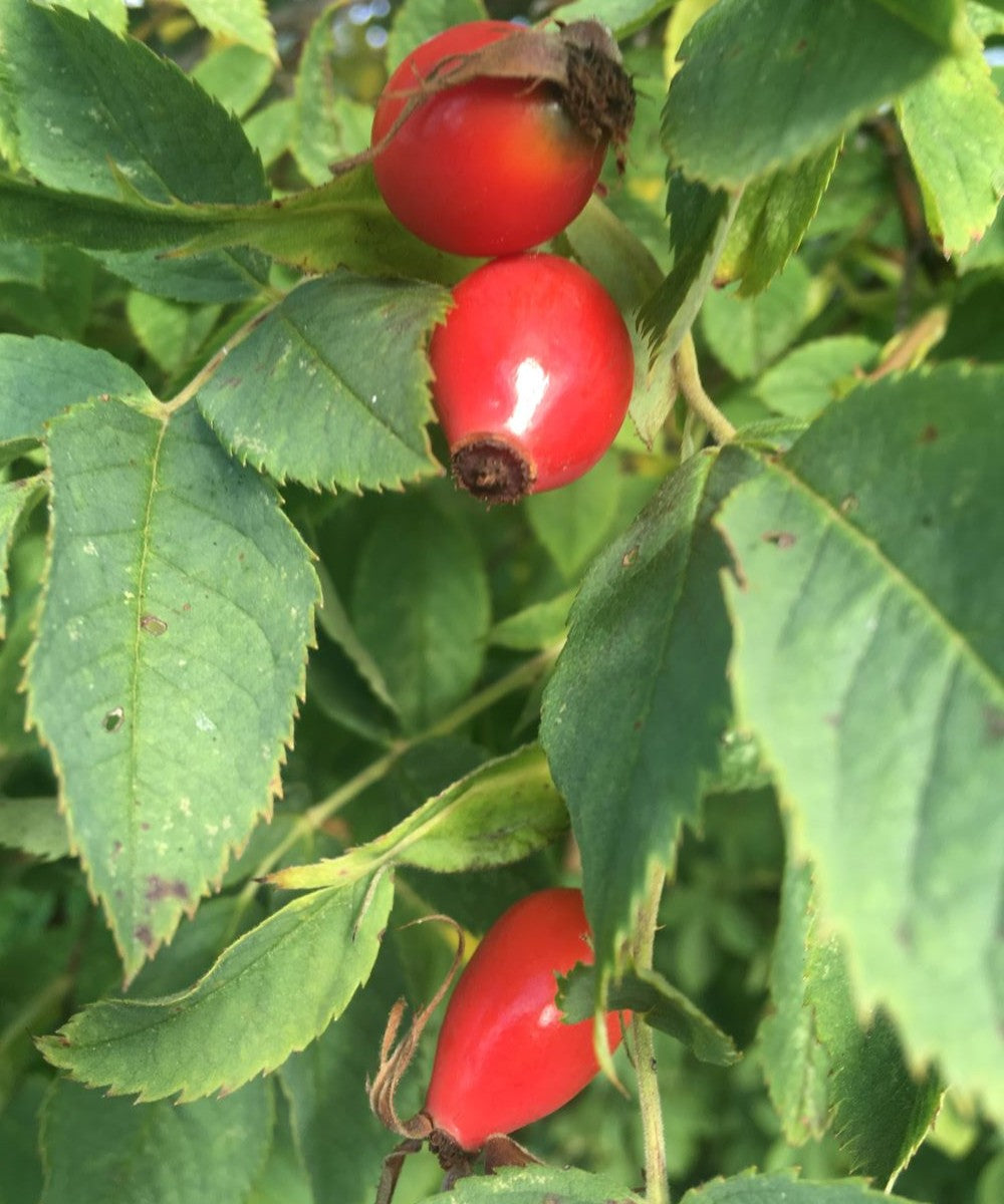 Hagebutten gemahlen 130g