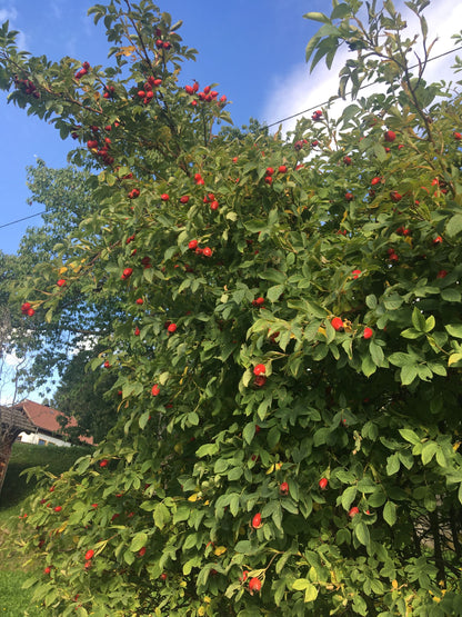 Hagebutten gemahlen 130g