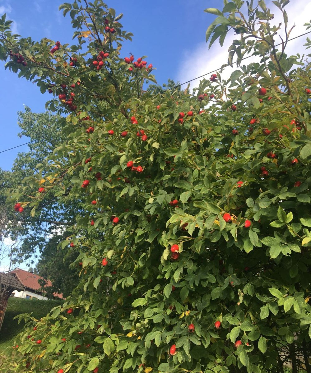 Hagebutten gemahlen 130g