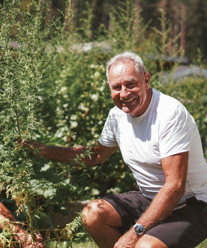Einjähriger Beifuß Tinktur