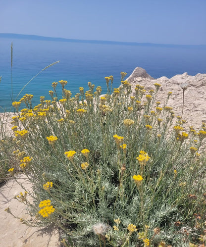 Immortelle Körperpflege-Öl