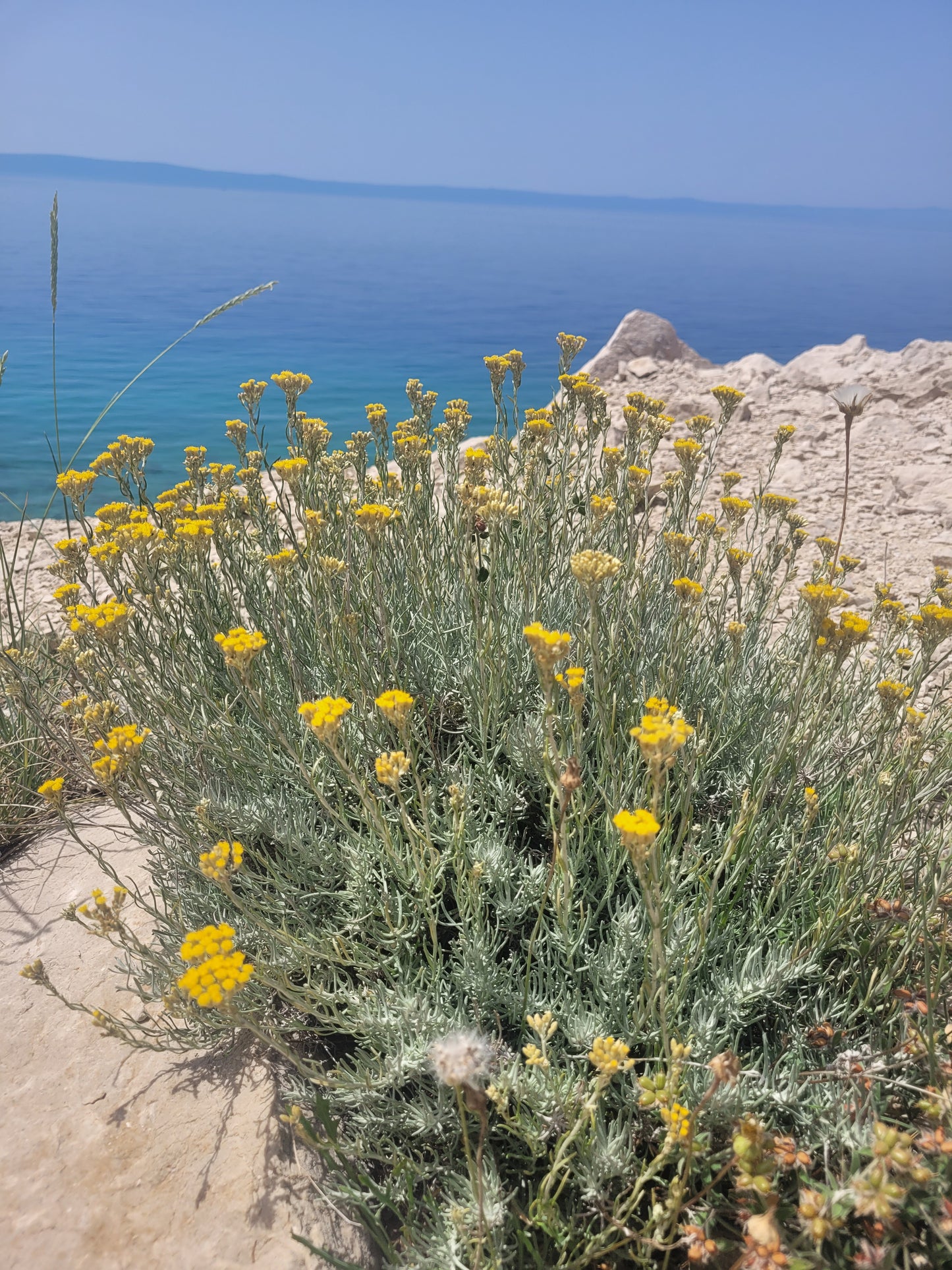 Immortelle Körperpflege-Öl