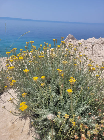 Immortelle Körperpflege-Öl