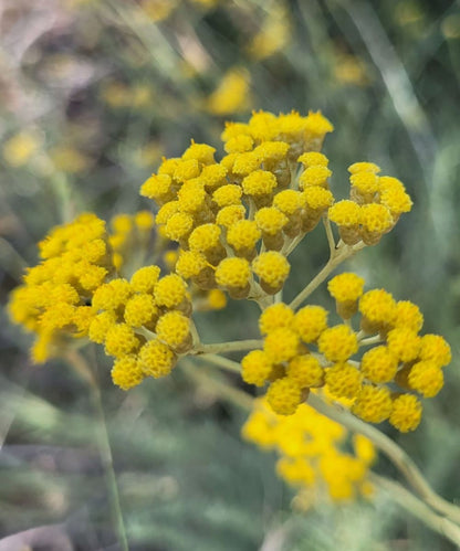 Immortelle Körperpflege-Öl