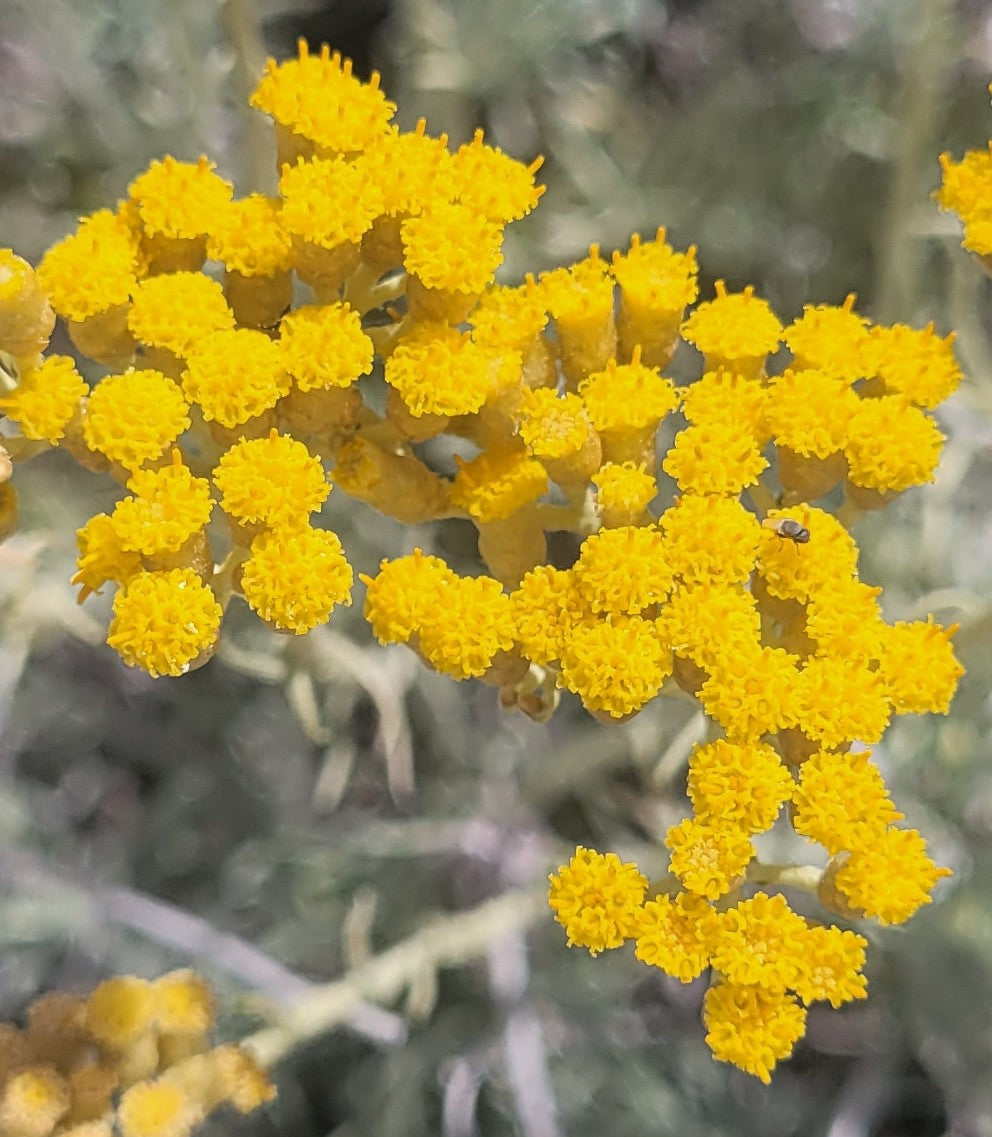 Immortelle Körperpflege-Öl