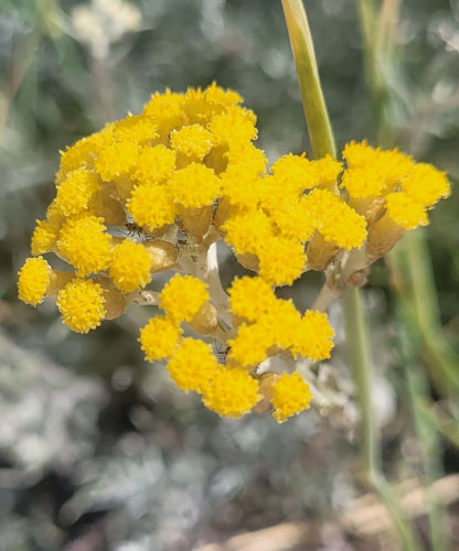 Immortelle Körperpflege-Öl