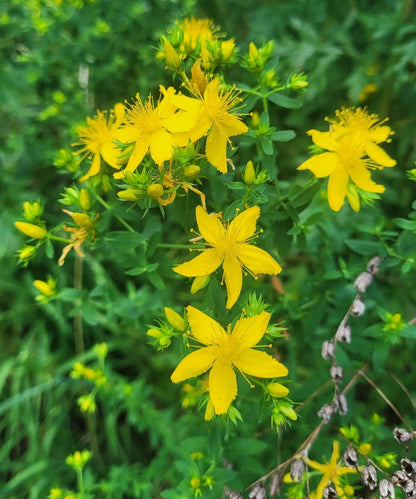 L'olio della mano di Dio