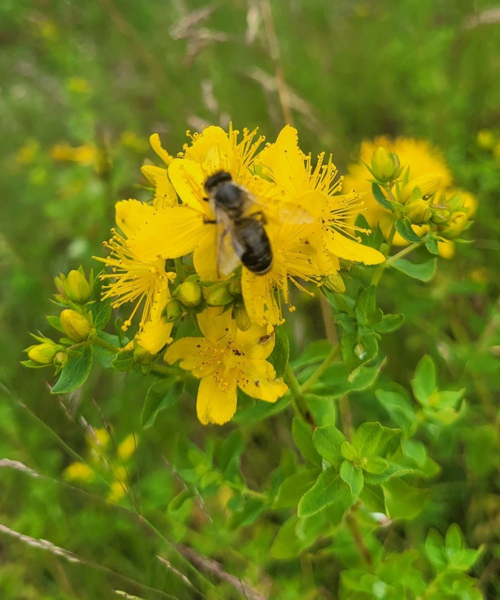 L'olio della mano di Dio