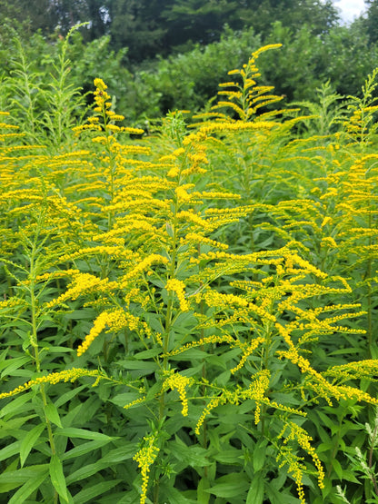 Kanadisches Goldruten Körpferpflege-Öl