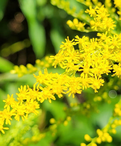 Kanadisches Goldruten Körpferpflege-Öl