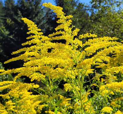 Kanadisches Goldruten Körpferpflege-Öl