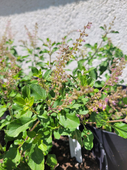 Königsbalsam Essenz