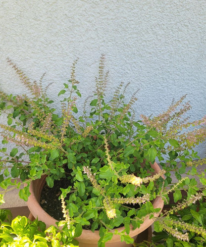 Königsbalsam Essenz