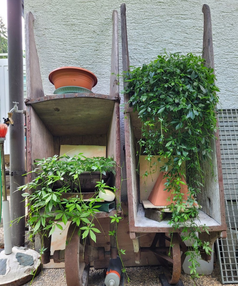 Kraut der Unsterblichkeit Tinktur