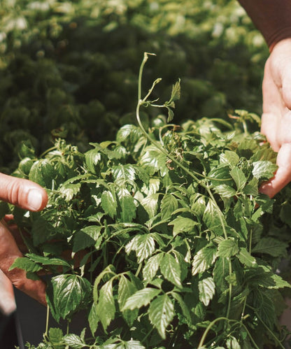 Kraut der Unsterblichkeit Tinktur
