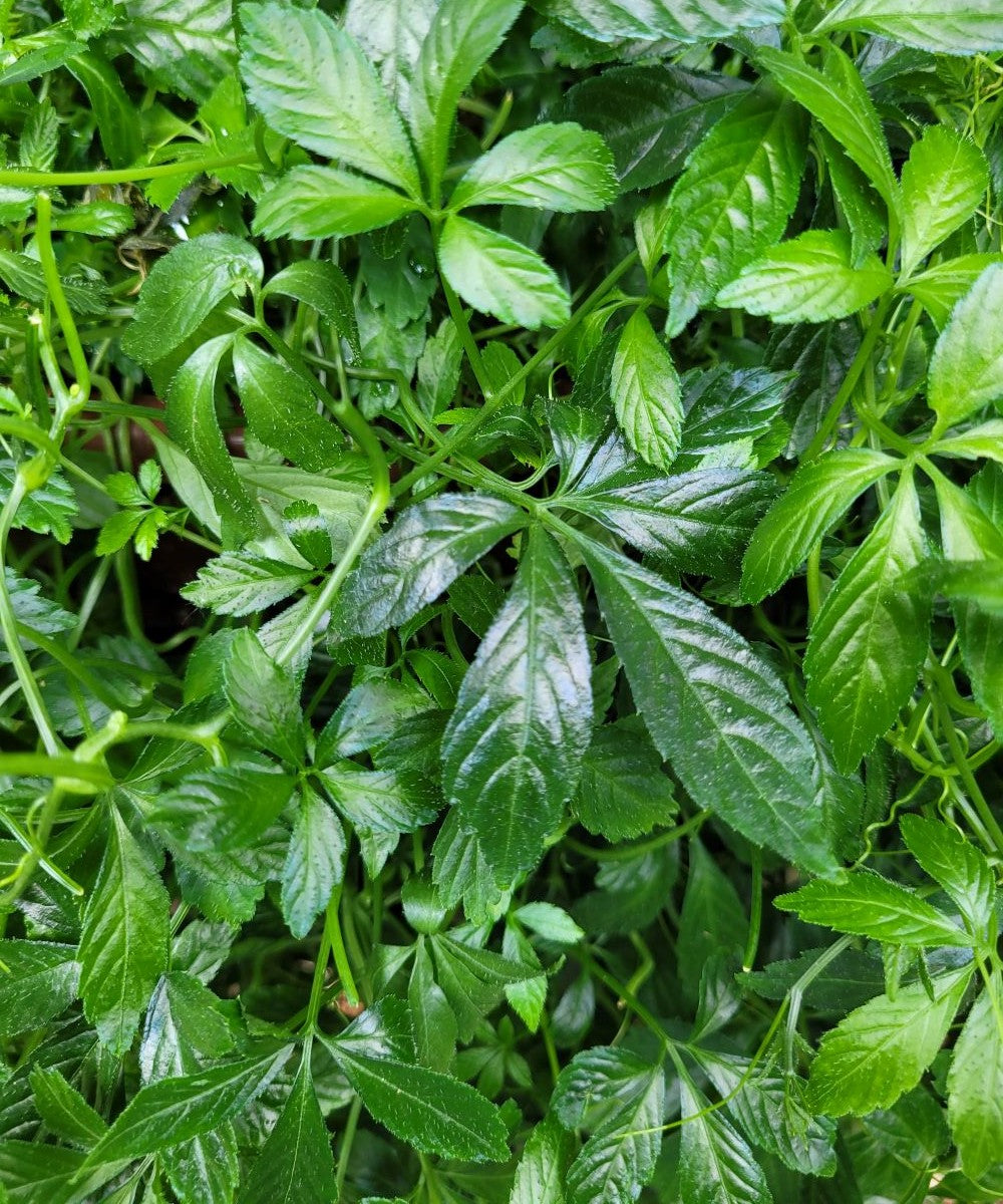 Kraut der Unsterblichkeit Tinktur