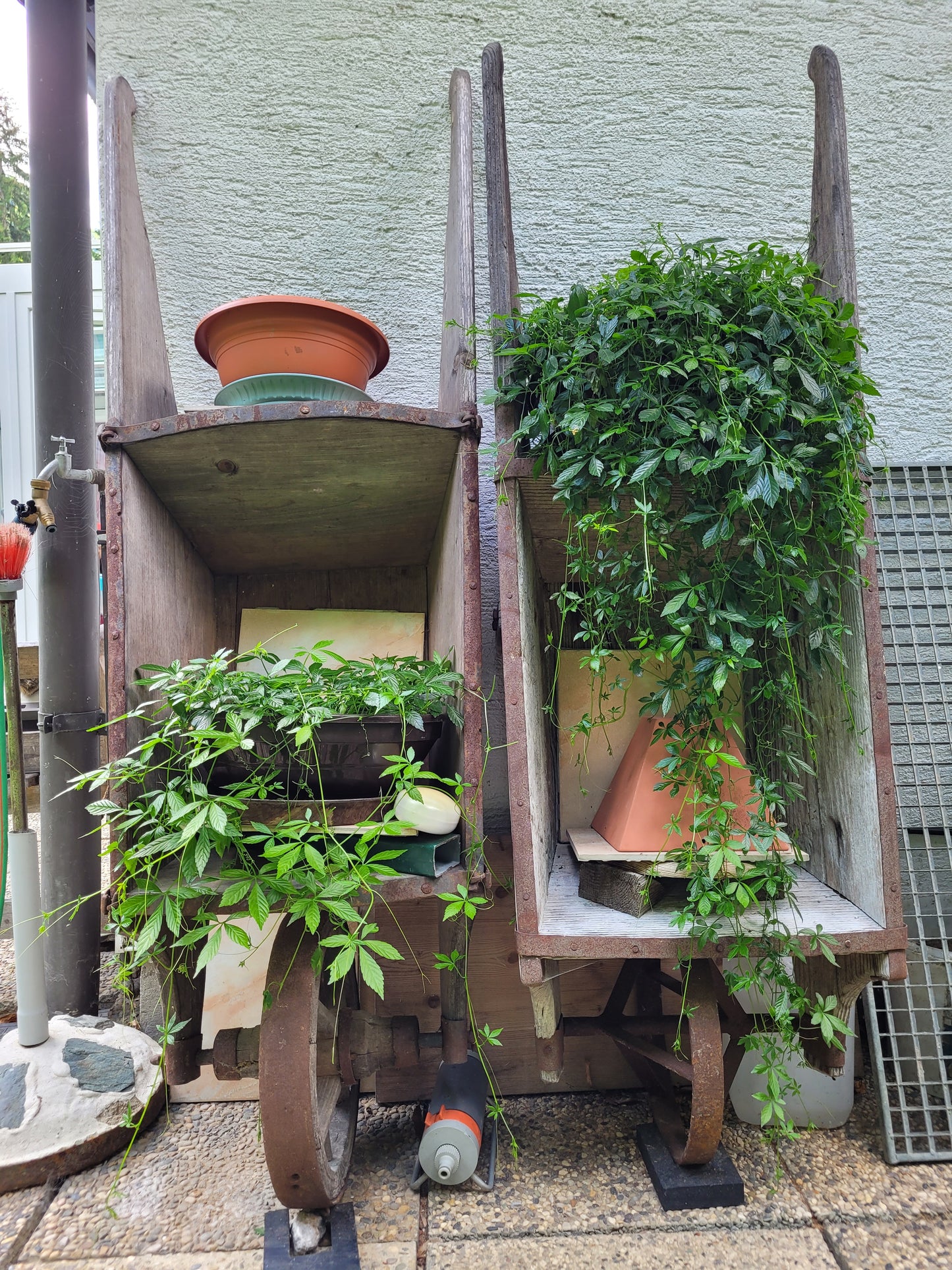 Kraut der Unsterblichkeit Tinktur