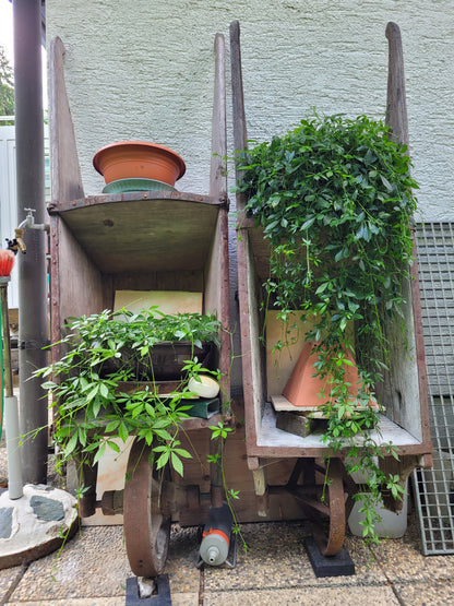 Kraut der Unsterblichkeit Tinktur