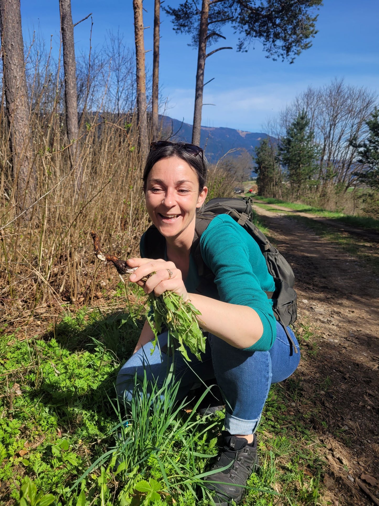 Löwenzahn Wurzel Essenz