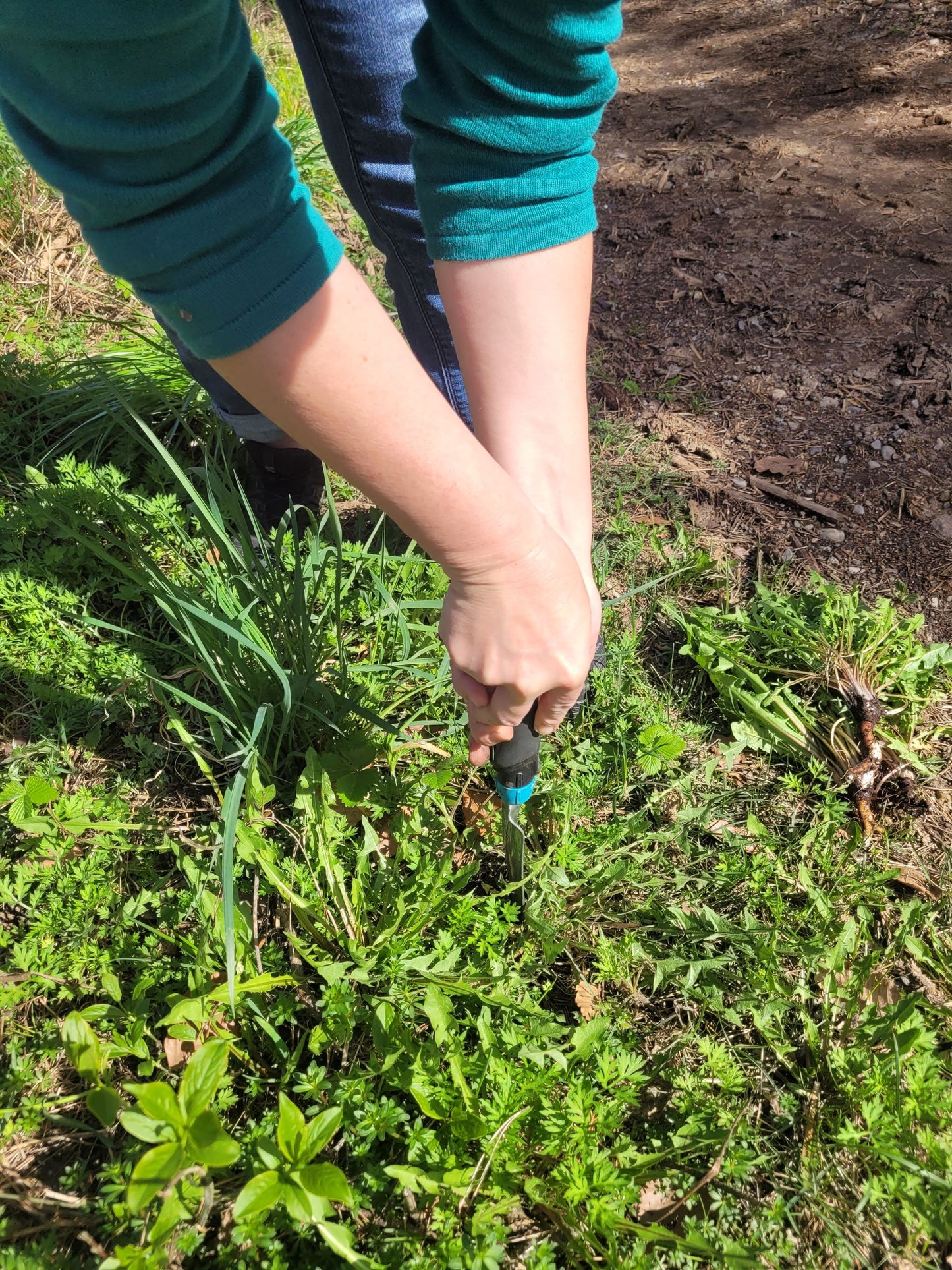 Löwenzahn Wurzel Essenz