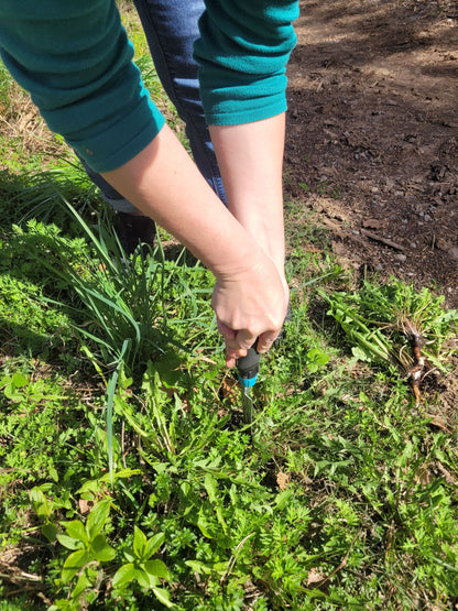 Löwenzahn Wurzel Essenz