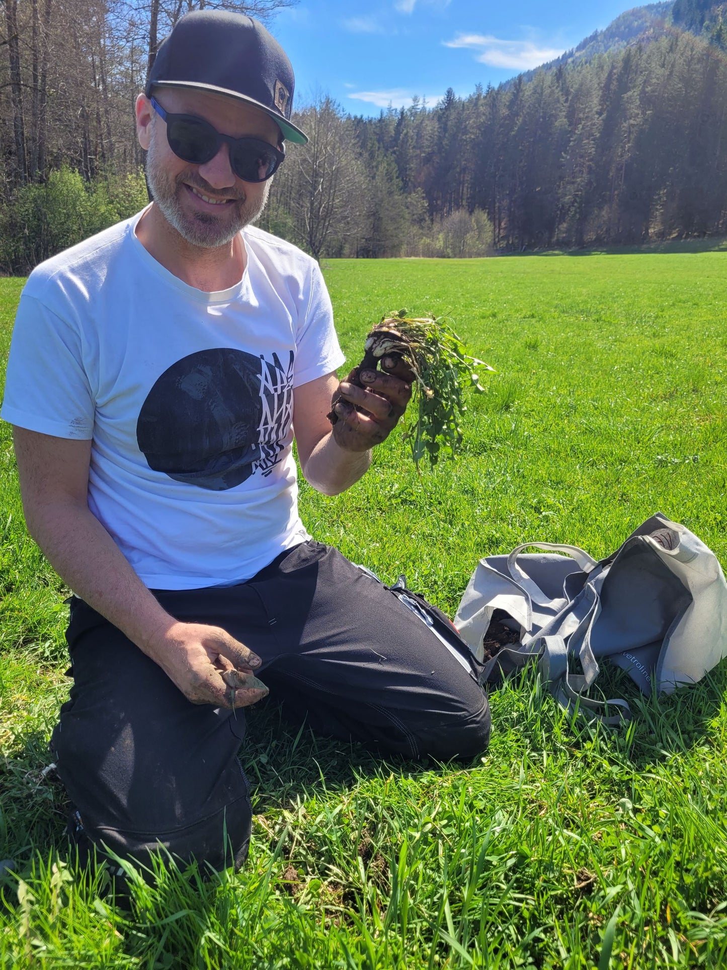 Löwenzahn Wurzel Essenz