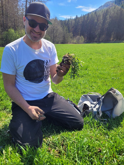 Löwenzahn Wurzel Essenz