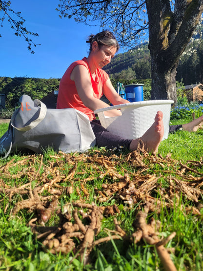 Löwenzahn Wurzel Essenz