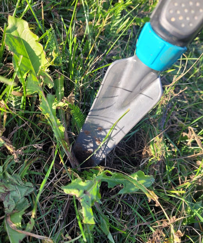 Essenza di radice di tarassaco