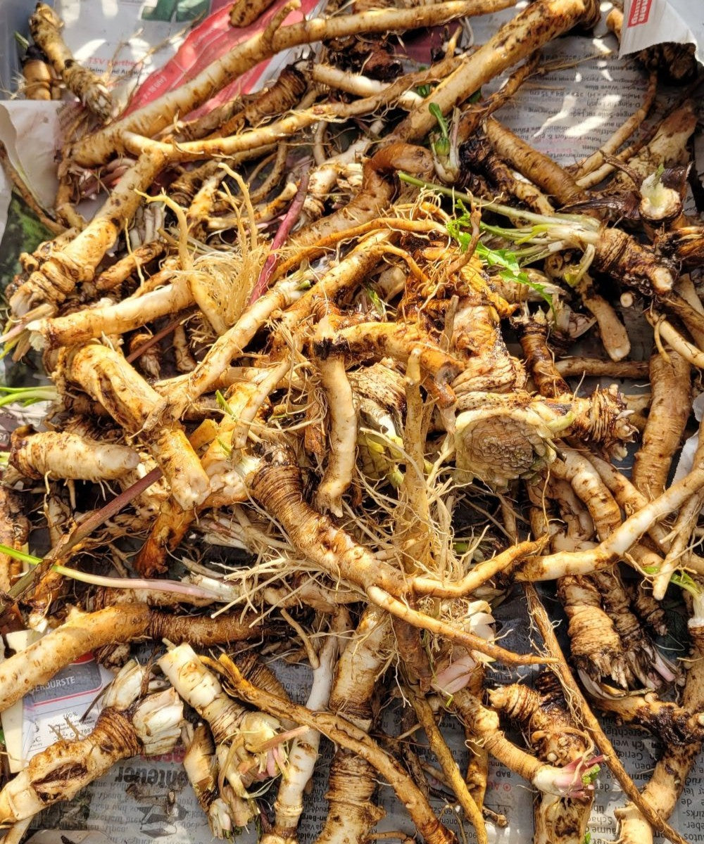 Essenza di radice di tarassaco