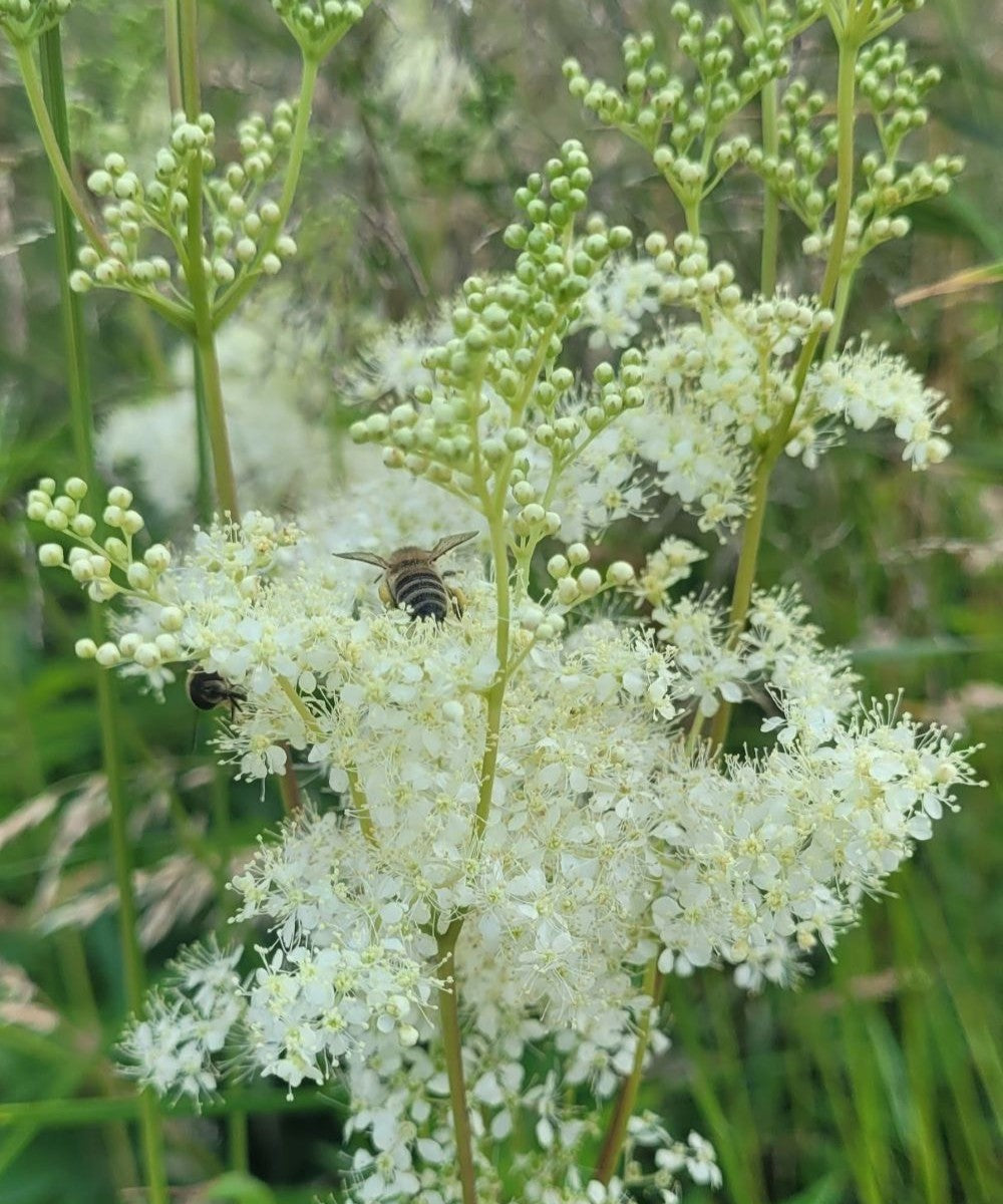 Meadowsweet essence