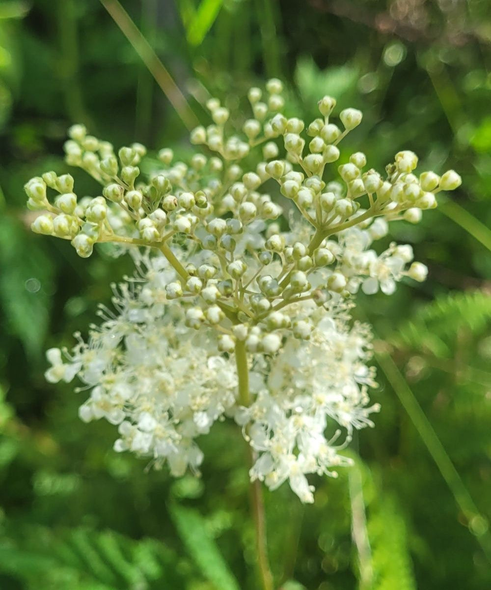 Meadowsweet essence