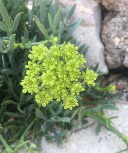Meerfenchel Körperpflege-Öl
