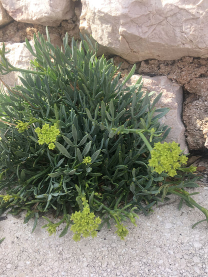 Meerfenchel Körperpflege-Öl