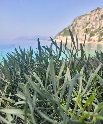 Meerfenchel Körperpflege-Öl