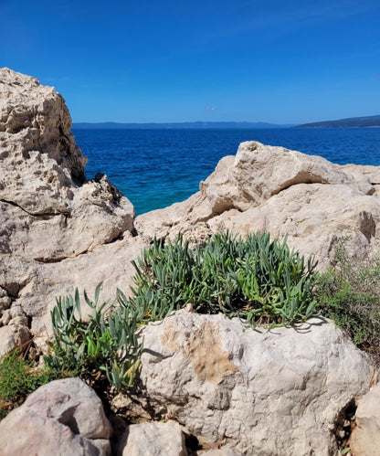 Meerfenchel Körperpflege-Öl