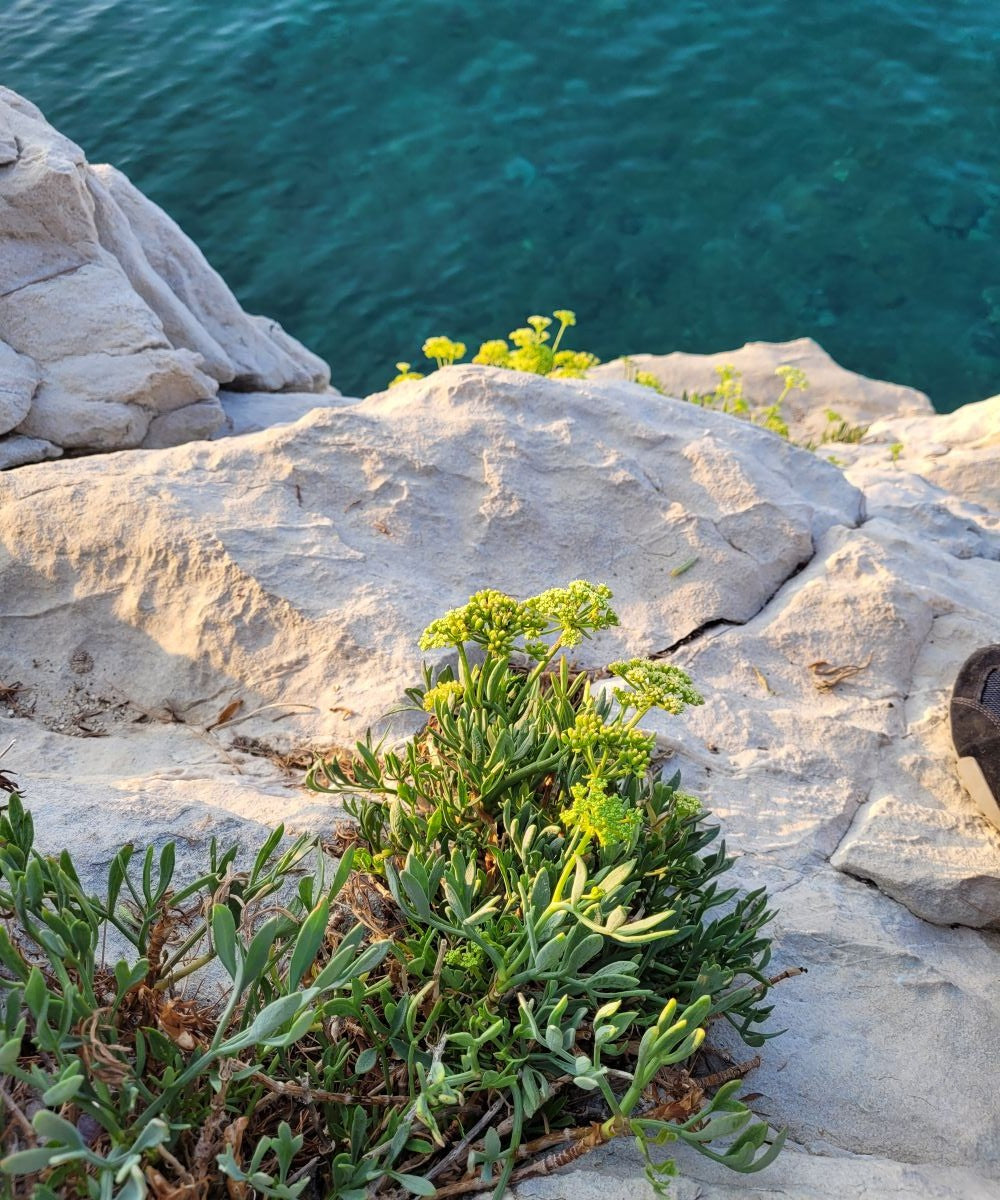 Meerfenchel Körperpflege-Öl