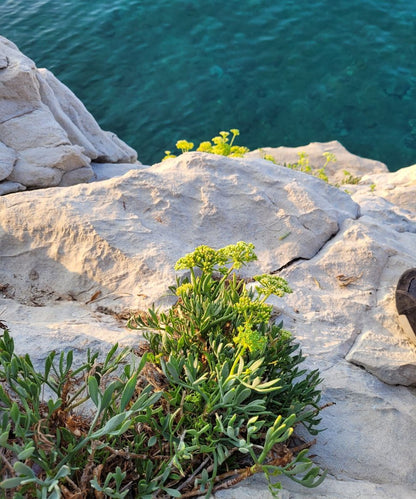 Meerfenchel Körperpflege-Öl