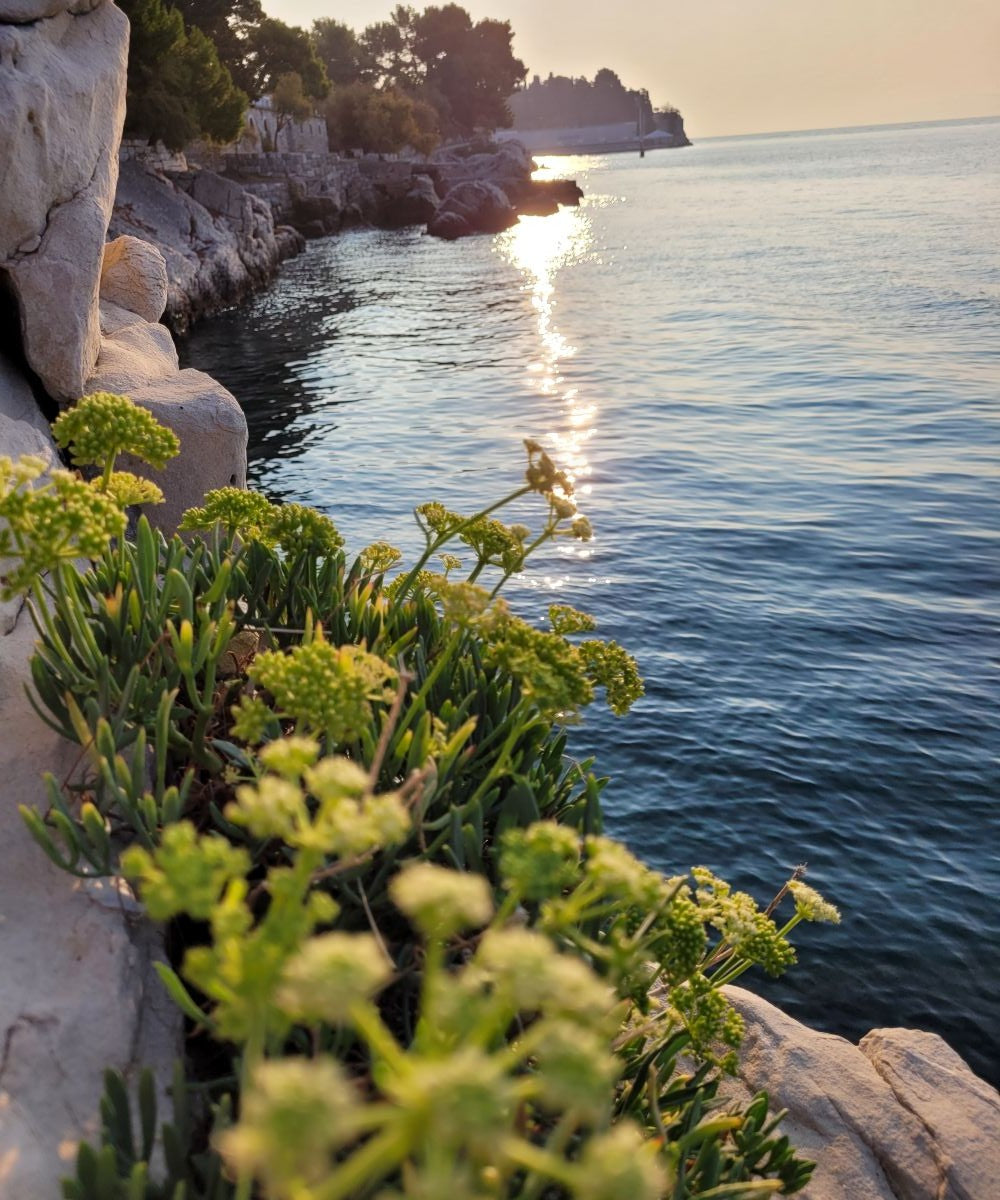 Meerfenchel Körperpflege-Öl