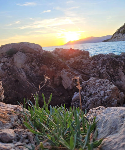 Meerfenchel Körperpflege-Öl