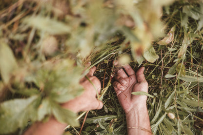 Essenza di Masterroot