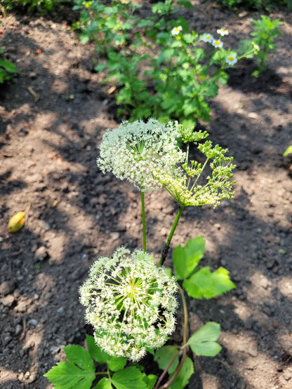 Essenza di Masterroot